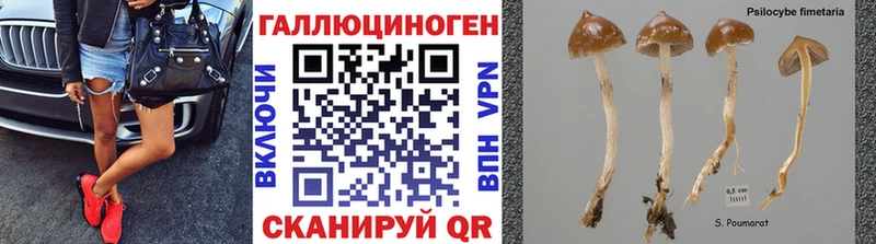 Купить  Орск  Псилоцибиновые грибы MAGIC MUSHROOMS 